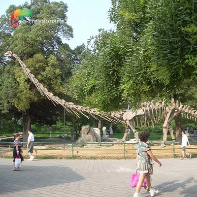 কেনা সানপ্রুফ লাইফ সাইজ ডাইনোসর মডেল কঙ্কাল Mamenchisaurus কঙ্কাল 15m online manufacture