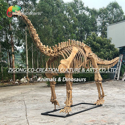 আউটডোর সজ্জা জন্য খাঁটি ব্যক্তিগতকৃত ডাইনোসর কঙ্কাল মডেল Shunosaurus কঙ্কাল প্রতিরূপ